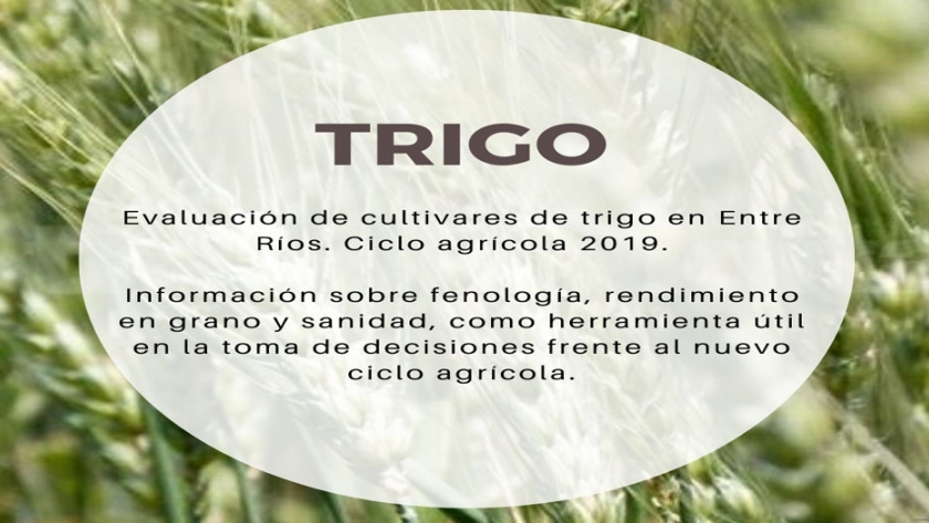 Evaluación de cultivares de trigo en Entre Ríos (Subregión III). Ciclo agrícola 2019