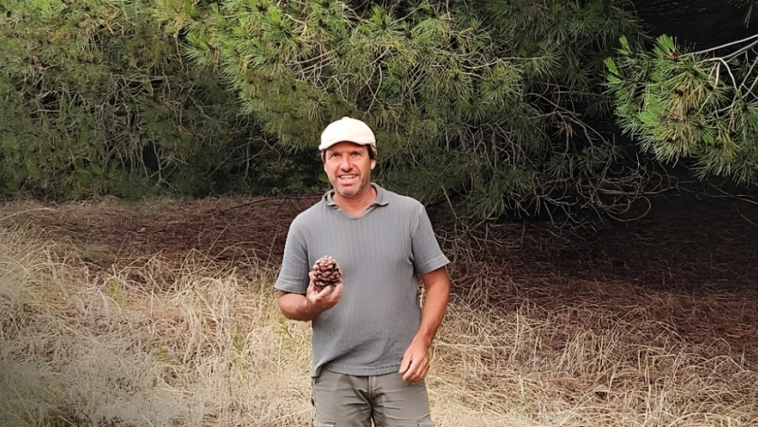 El pino piñonero de la Costa Atlántica que conquista Europa a 100 euros el kilo