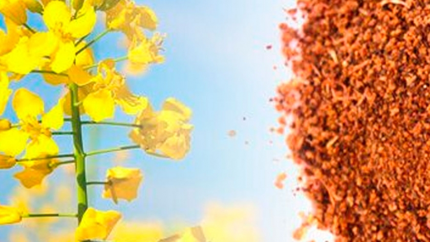 ¿Qué efectos produce la harina de canola en la alimentación avícola?