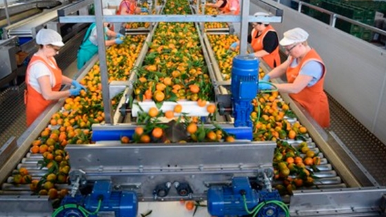 Central Fruit: un mercado donde destacan las frutas de mayor calidad en Europa