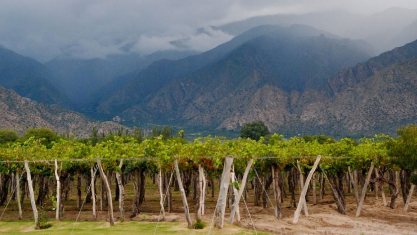 Ruta del Vino