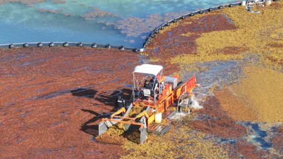 Alerta roja en el Caribe Mexicano: el sargazo amenaza playas y turismo