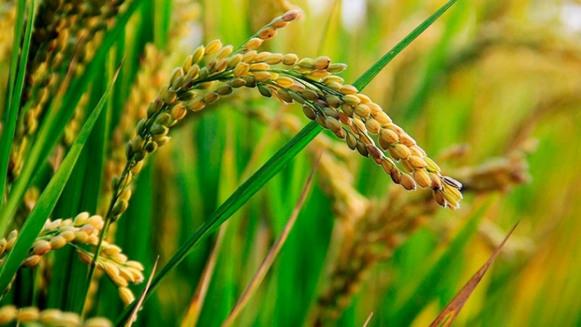Ya se cosechó el 30% del arroz entrerriano con un promedio de 7.700 kilos por hectárea