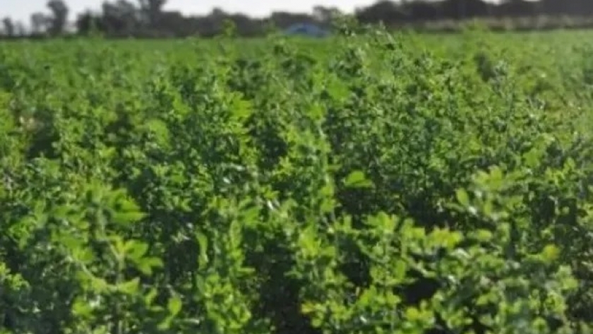 Alternativa para suelos salinos: el hongo que fortalece el crecimiento de alfalfa