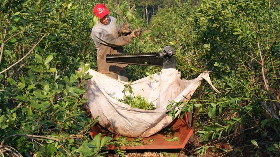 Productores yerbateros intensifican su reclamo por un precio justo para la hoja verde