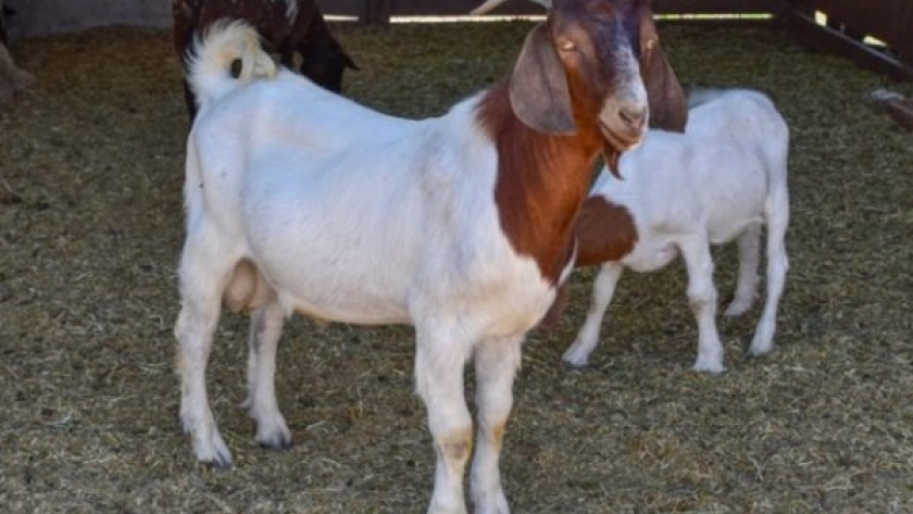 Adquirieron nuevos animales de alta genética para el módulo de sol puntano