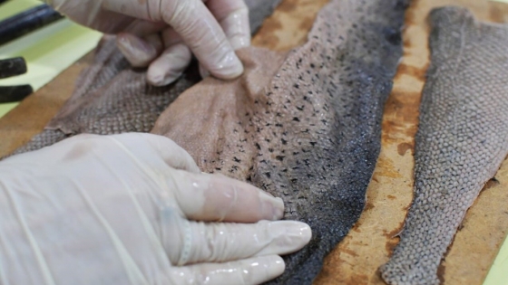 Provincia capacitó a artesanos y diseñadores chubutenses en el curtido de pieles de pescado