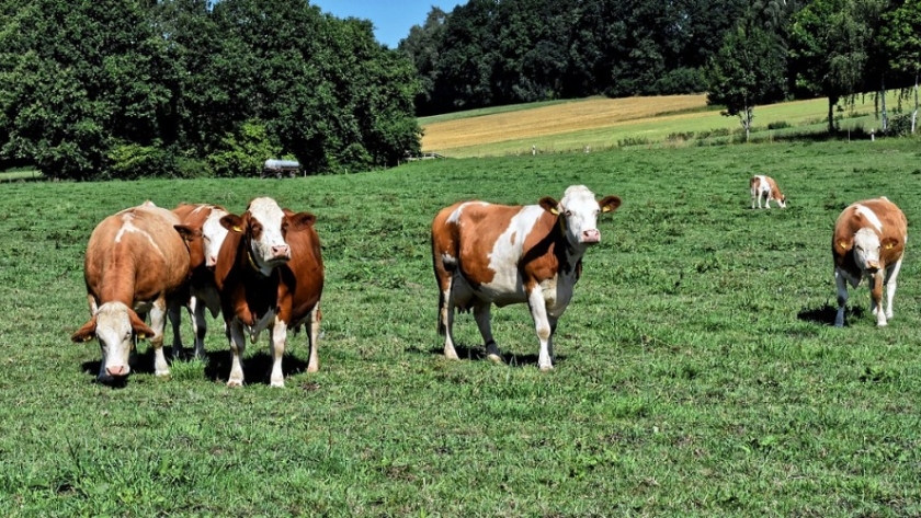 Convocan a profesionales de agronomía a un curso virtual de la UBA sobre “Fundamentos de ética y bienestar animal”