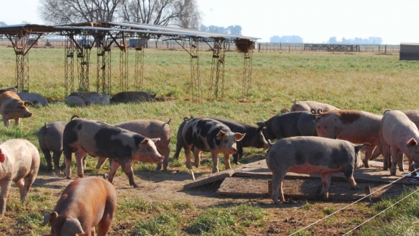 ¿Pasturas para cerdos?