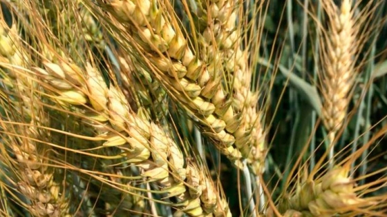 La producción de cereales en Rusia crece en 2019 hasta 120,7 millones de toneladas 