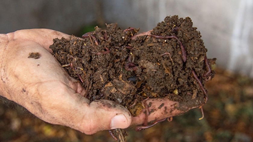 Las plantas aromáticas y el humus orgánico se suman a las ofertas de Sol Puntano