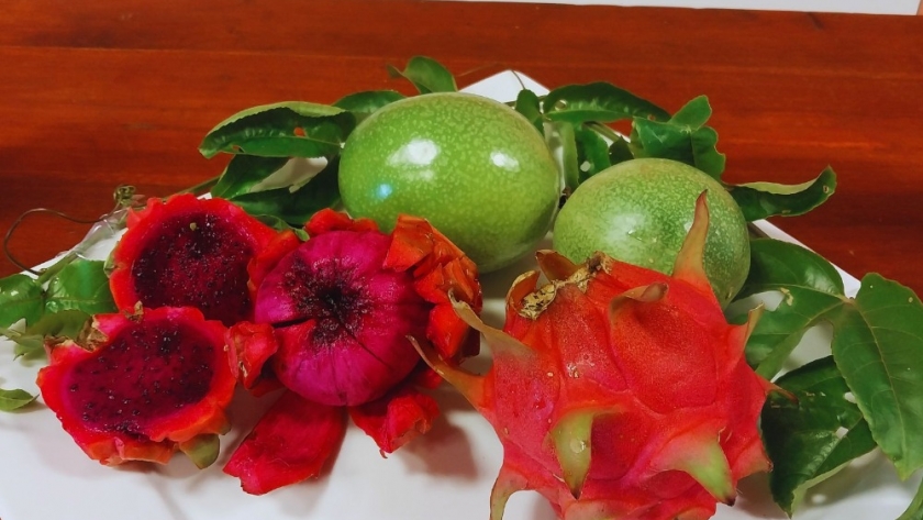 El INTA estudia cómo optimizar el cultivo de pitahaya