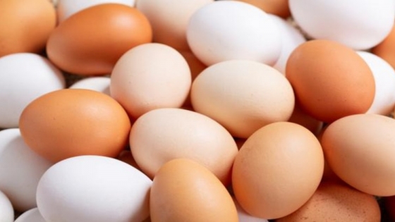 <Un estudio revela si el color de la cáscara del huevo tiene relación con su resistencia e incubabilidad