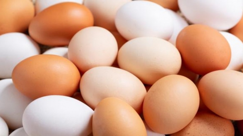 Un estudio revela si el color de la cáscara del huevo tiene relación con su resistencia e incubabilidad