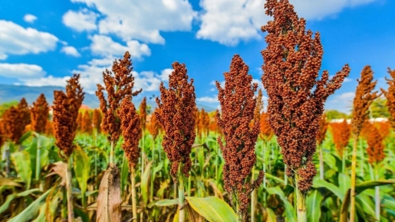Sorgo: Argentina podría ser el tercer exportador mundial