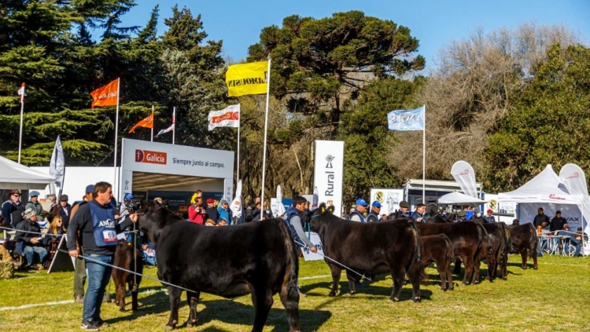 La Exposición Nacional Angus de Primavera se realizará en octubre en Tandil