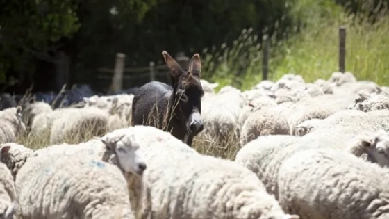 Prueba piloto: la zona en donde incorporan burros “guardianes” para proteger a las ovejas de los perros salvajes