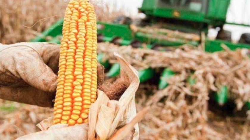 Se aceleran las ventas de maíz ante los buenos precios internacionales