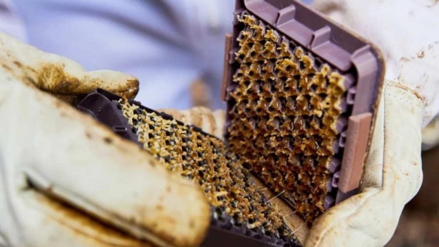 Una nueva tecnología promete extraer miel en 20 segundos y cambiar la apicultura