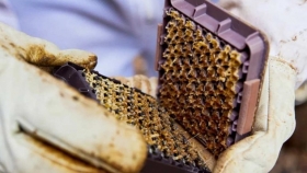 Una nueva tecnología promete extraer miel en 20 segundos y cambiar la apicultura