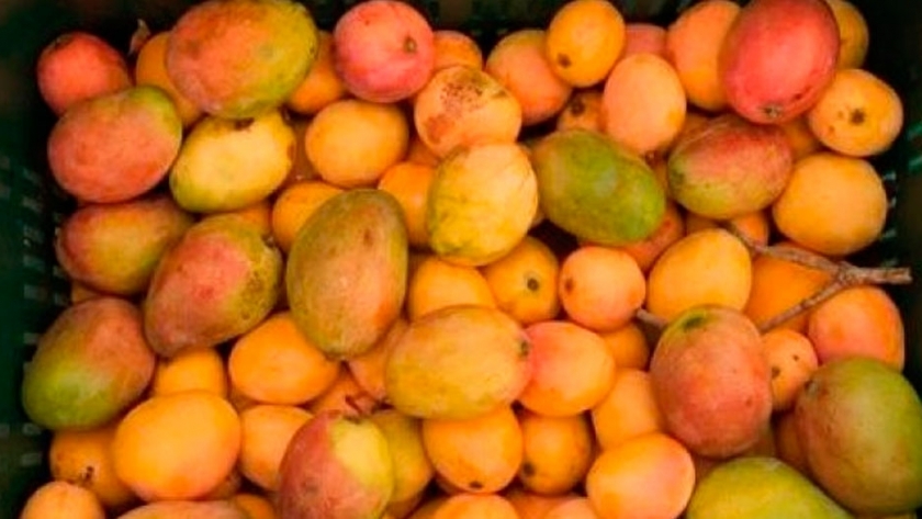 Interesante proyecto para aprovechamiento del mango