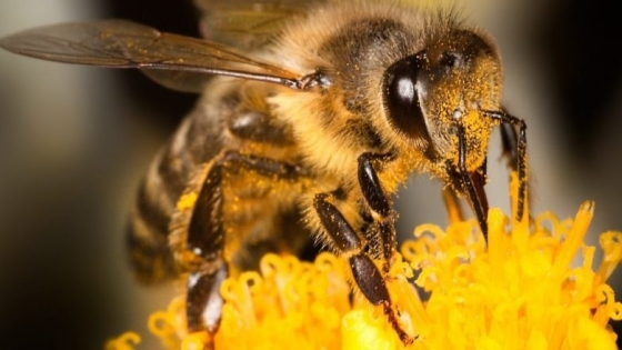 Abejas y agroquímicos: un conflicto urgente que compromete la agricultura y la biodiversidad