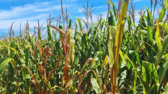 Reunión para enfrentar el achaparramiento del maíz en Tucumán
