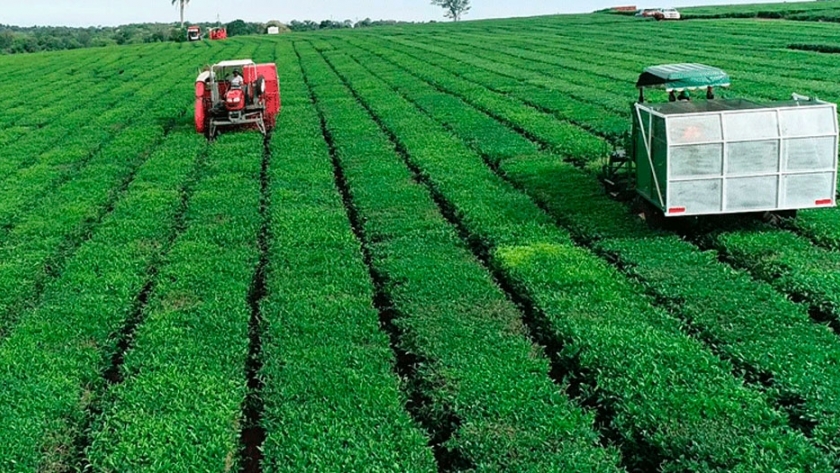 ¿Quiénes controlan el negocio del Té en Argentina?