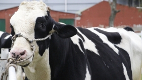 Beef on Dairy: cómo los tambos pueden transformar terneros lecheros en una nueva fuente de ingresos