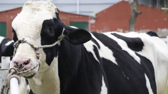 Beef on Dairy: cómo los tambos pueden transformar terneros lecheros en una nueva fuente de ingresos