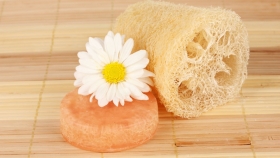Cinco recomendaciones para cultivar esponjas en casa