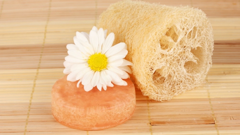 Cinco recomendaciones para cultivar esponjas en casa