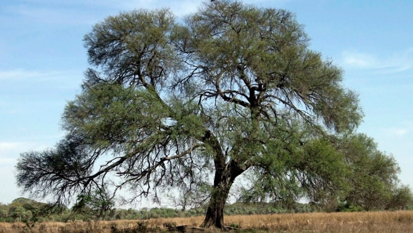 Algarrobo blanco: pautas para obtener una madera de mejor calidad