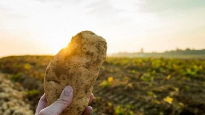 Preservan la sanidad del valle de Tafí para la producción de papa semilla