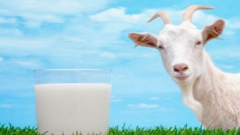 Super leche de cabra