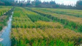 El proyecto Neurice lleva a registro 6 variedades de arroz tolerantes a la salinidad