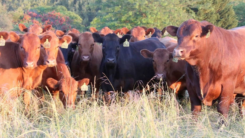 El Remate de Toros para vaquillonas de Casamú llega a su 9º Edición