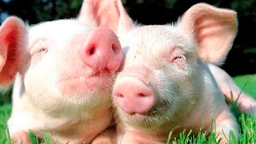El trasplante de corazón de cerdos a humanos sería viable desde fines de 2021