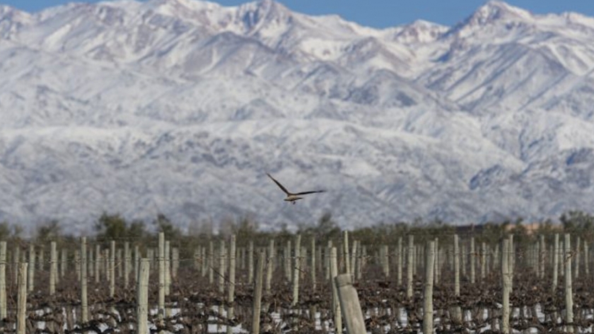 Mendoza será sede, en 2022, de la Asamblea Anual de las Grandes Capitales del Vino