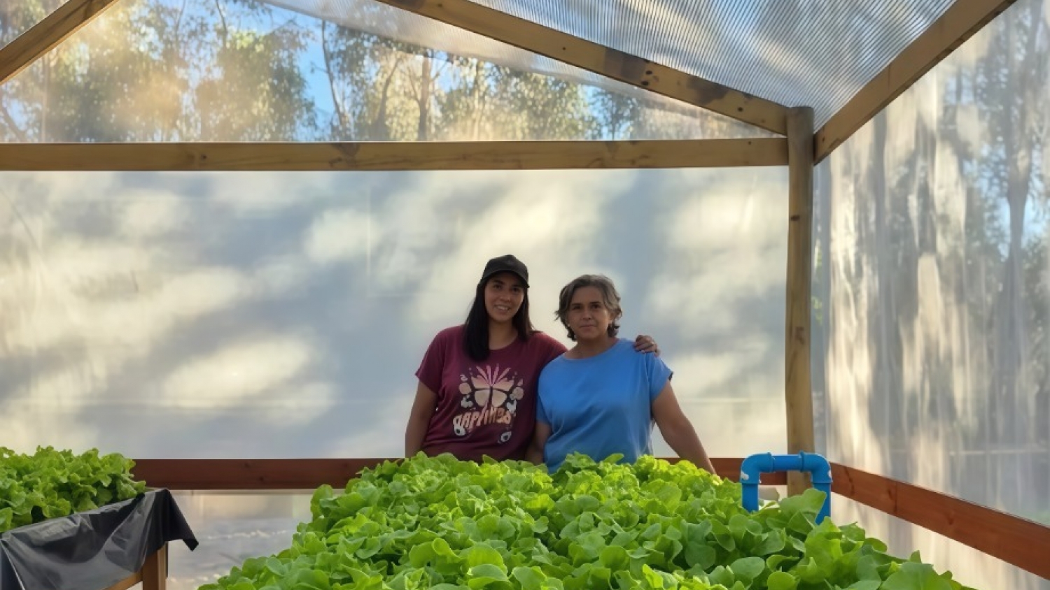 De la sequía al negocio: crean cultivos hidropónicos y suman valor