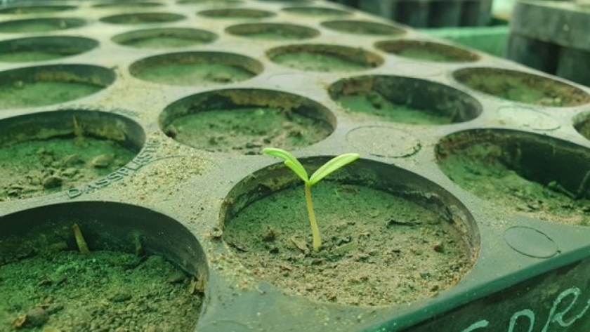 El Parque de la Biodiversidad incorporó nuevas especies al Vivero de Plantas Nativas