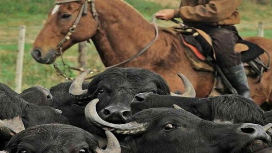 Carne de búfalos: Con mucho potencial en producción y beneficios