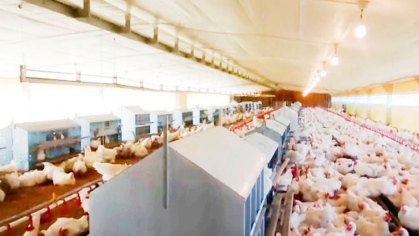 Granja Tres Arroyos produce en Sáenz Peña 300.000 huevos fértiles por semana