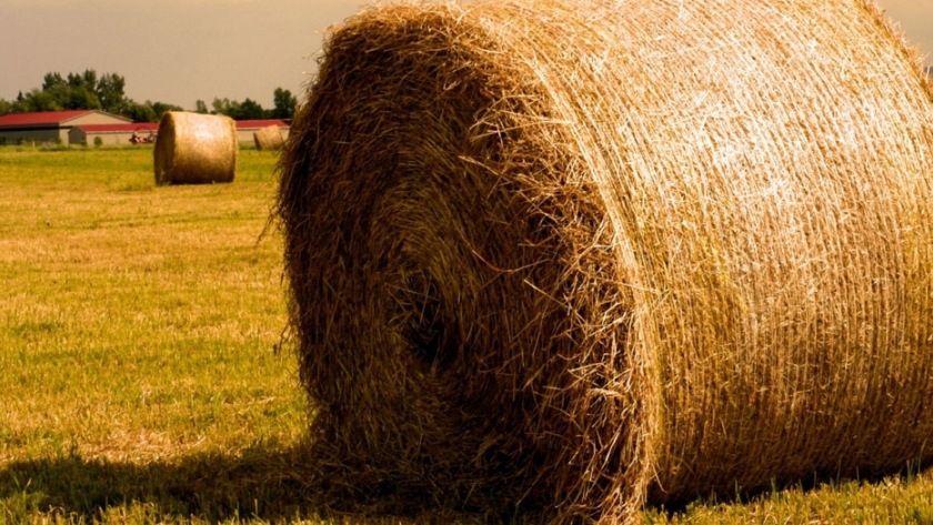 Producción contiene a pequeños productores con rollos de pasturas para afrontar la seca