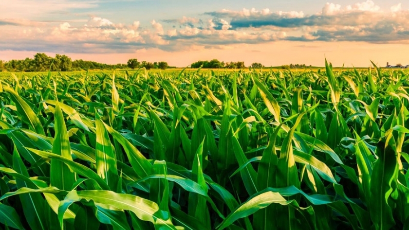 El agro se achica y genera magros resultados 