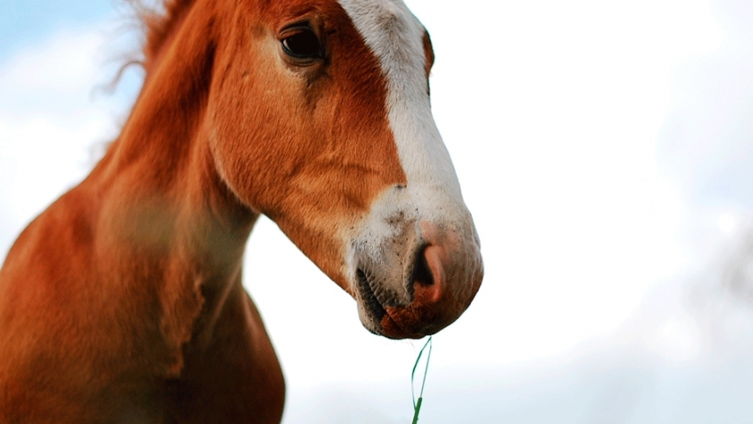 AIE: Recomendaciones para prevenir esta enfermedad para los equinos