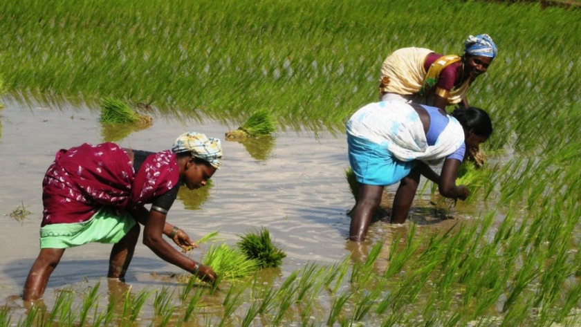 Clorofila Tech-churn para la agricultura india