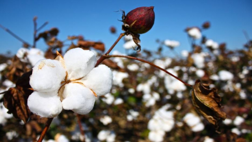 Algodón Responsable Argentino: el primer sello nacional que certifica su producción sustentable