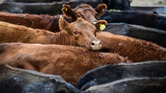 El mercado ganadero en Cañuelas: un alto en el ascenso de la vaca