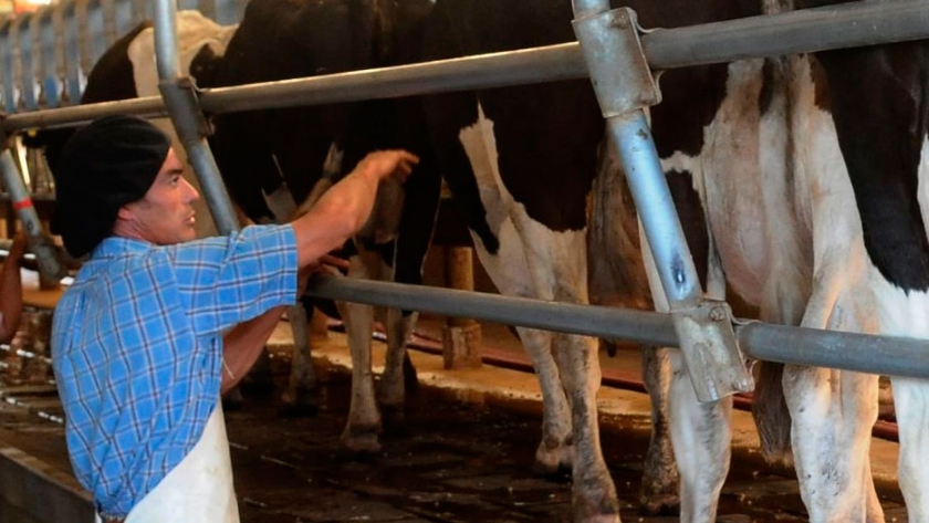 La producción de leche destinada al consumo será la más baja de la década